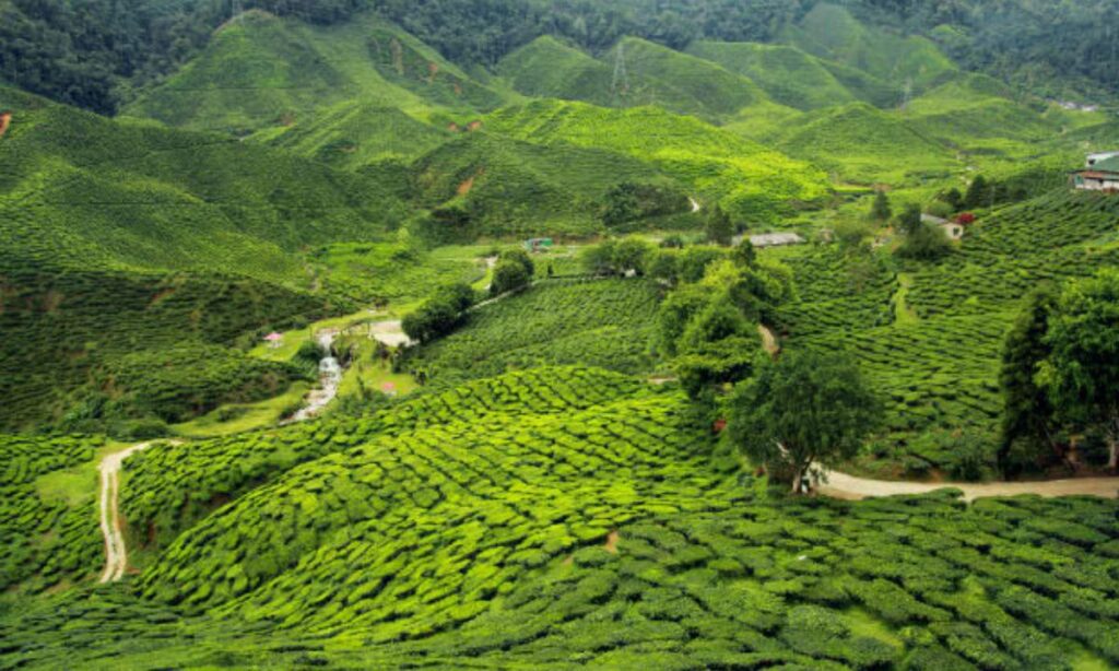 Mind-Blowing Facts About Darjeeling Tourist Place